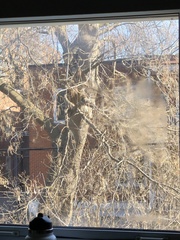 Sciurus carolinensis