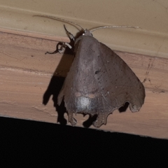 Phyllodonta indeterminata