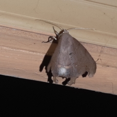 Phyllodonta indeterminata