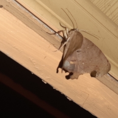 Phyllodonta indeterminata