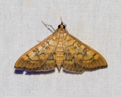 Mimorista subcostalis