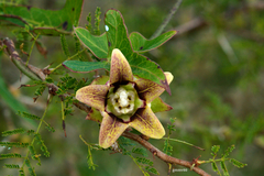 Araujia megapotamica