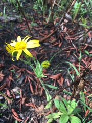 Arnica acaulis