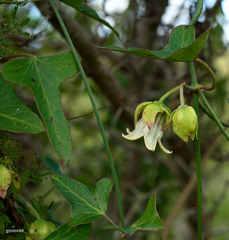 Araujia megapotamica