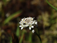Teesdalia
