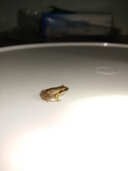 Craugastor stejnegerianus