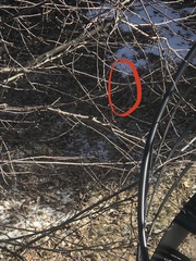 Sciurus carolinensis