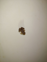 Craugastor stejnegerianus