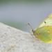 Mountain Clouded Yellow - Photo (c) Paul Cools, some rights reserved (CC BY-NC)