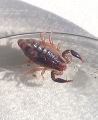Bothriurus bonariensis