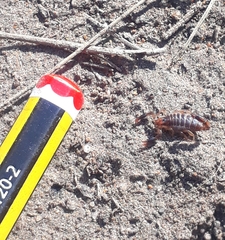 Bothriurus bonariensis