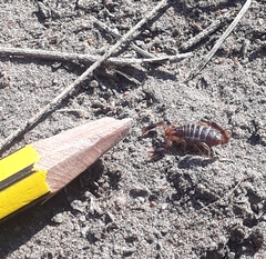 Bothriurus bonariensis