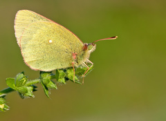 Colias palaeno