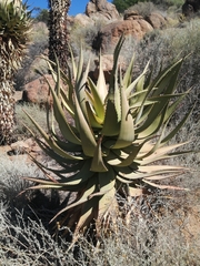 Aloe khamiesensis