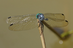 Micrathyria pseudeximia