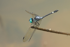 Micrathyria pseudeximia