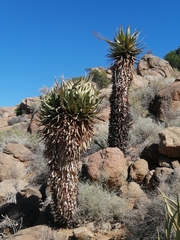 Aloe khamiesensis
