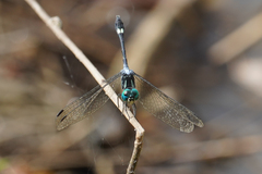 Micrathyria pseudeximia