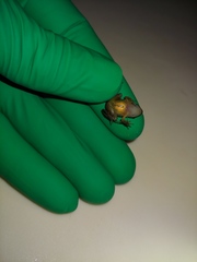 Craugastor stejnegerianus