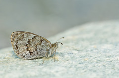 Erebia tyndarus