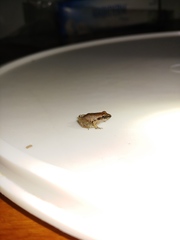 Craugastor stejnegerianus