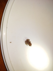 Craugastor stejnegerianus