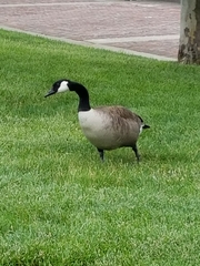 Branta canadensis