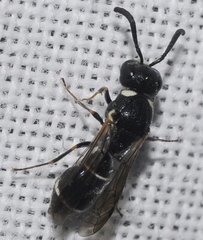 Leptochilus alpestris