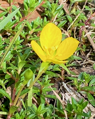 Ludwigia arcuata