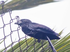 Crotophaga sulcirostris