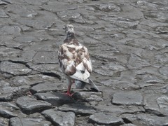 Columba livia domestica