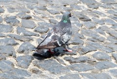 Columba livia domestica