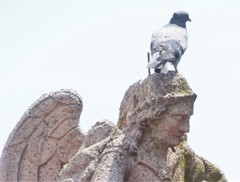 Columba livia domestica