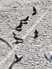 Columba livia domestica