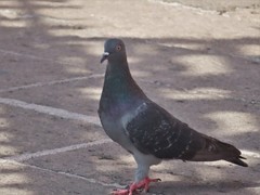Columba livia domestica