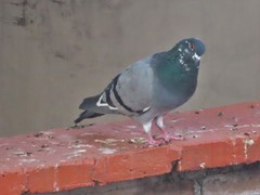 Columba livia domestica