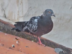Columba livia domestica