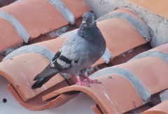 Columba livia domestica