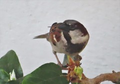 Passer domesticus