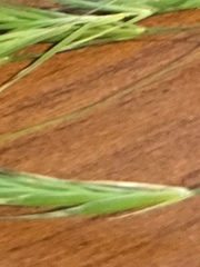 Bromus rigidus