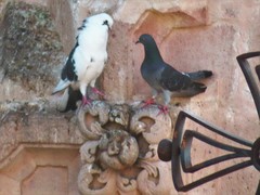 Columba livia domestica