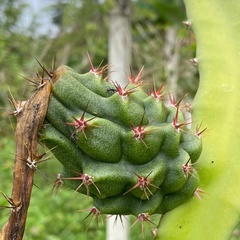 Selenicereus megalanthus
