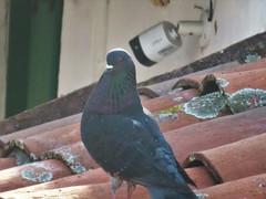 Columba livia domestica