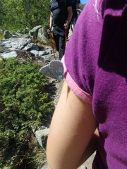 Polyommatus corydonius