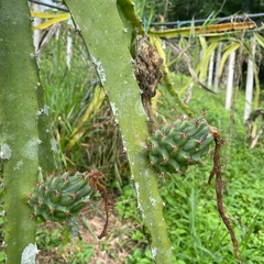 Selenicereus megalanthus