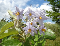 Solanum paniculatum