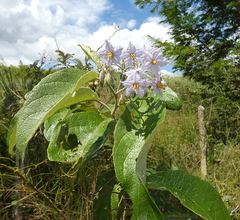 Solanum paniculatum