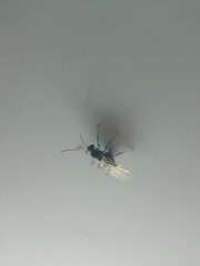 Hymenoptera