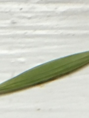 Bromus rigidus