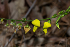 Crotalaria longirostrata